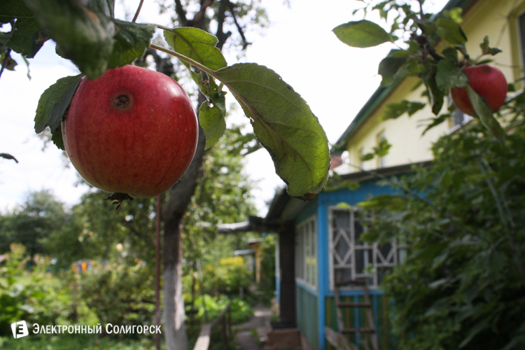яблоки Солигорск