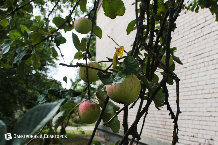 яблоки Солигорск