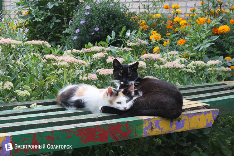 коты Солигорск
