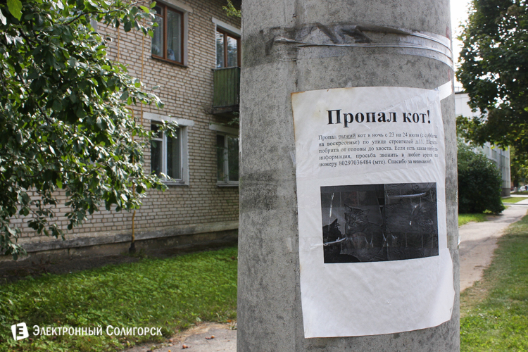 пропал кот Солигорск