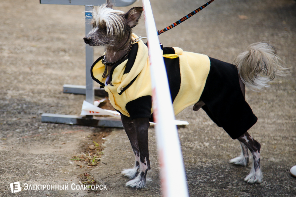 выставка собак в Солигорске