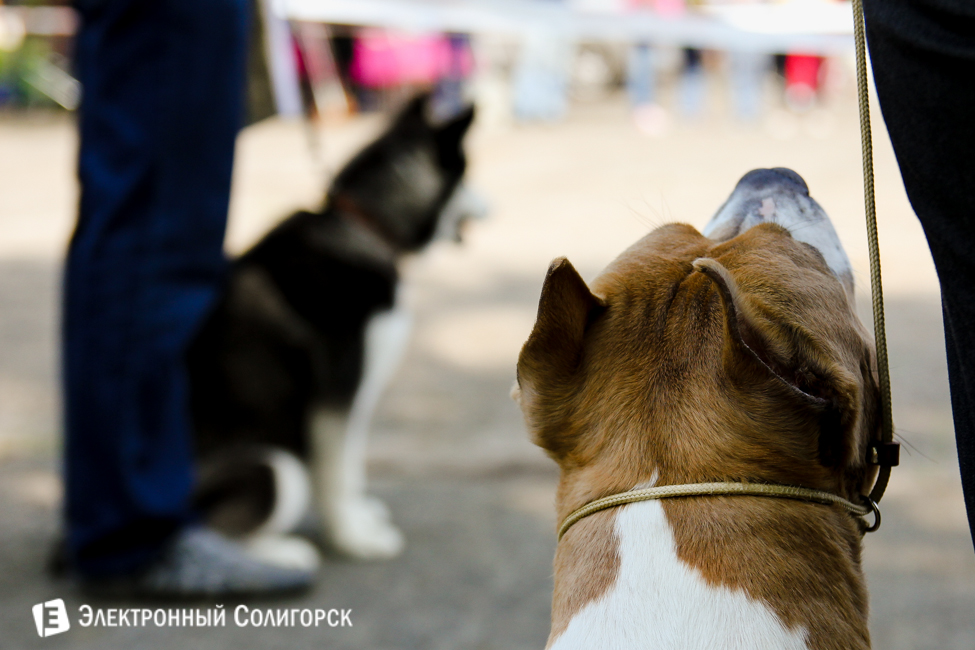 выставка собак в Солигорске
