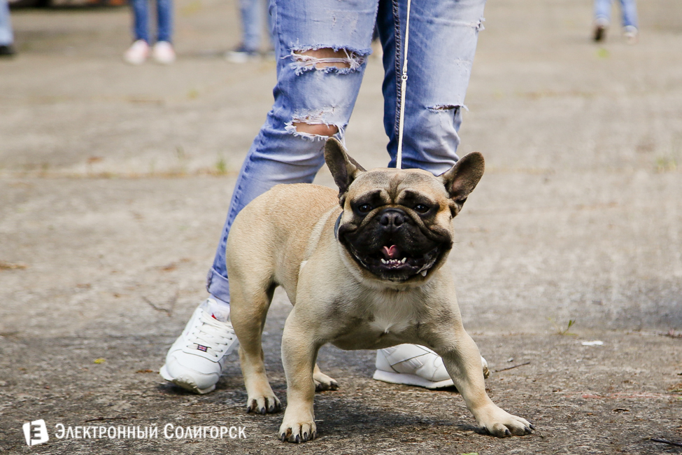выставка собак в Солигорске