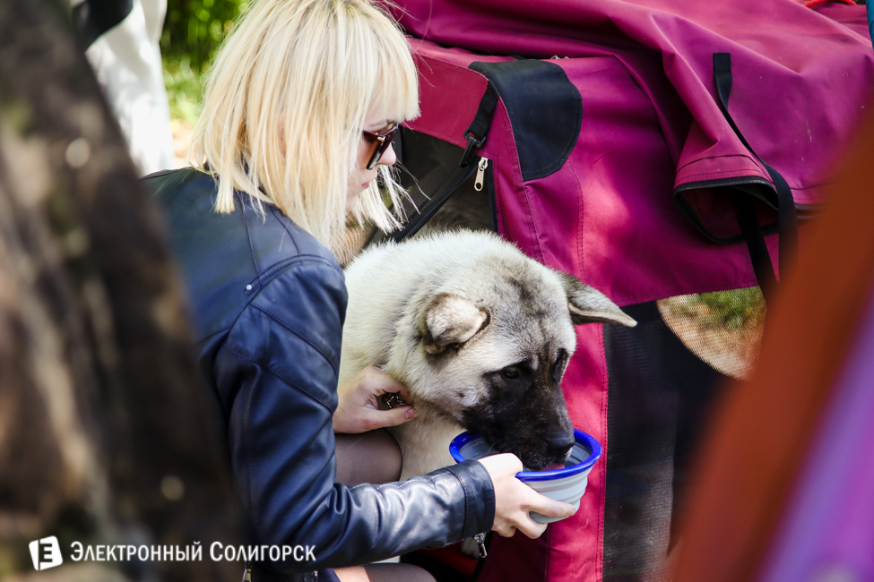 выставка собак в Солигорске
