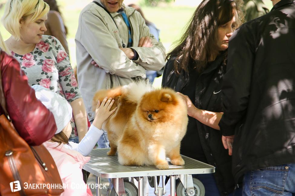 выставка собак в Солигорске