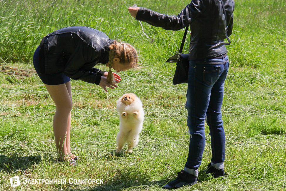 выставка собак в Солигорске