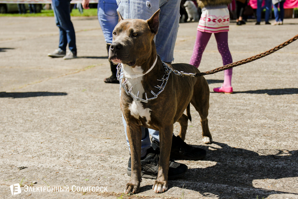 выставка собак в Солигорске