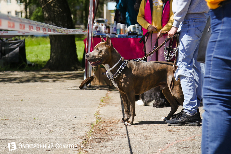 выставка собак в Солигорске