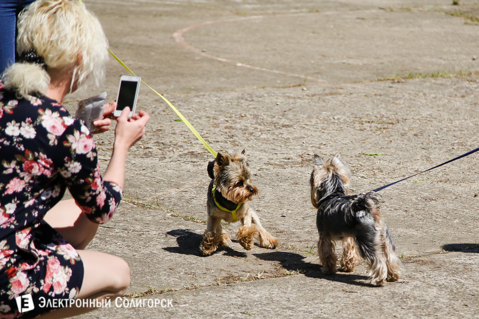 выставка собак в Солигорске