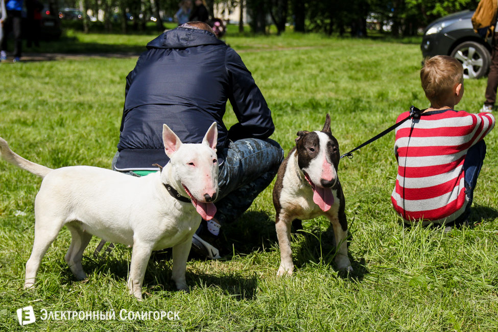 выставка собак в Солигорске