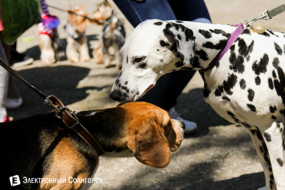 выставка собак в Солигорске