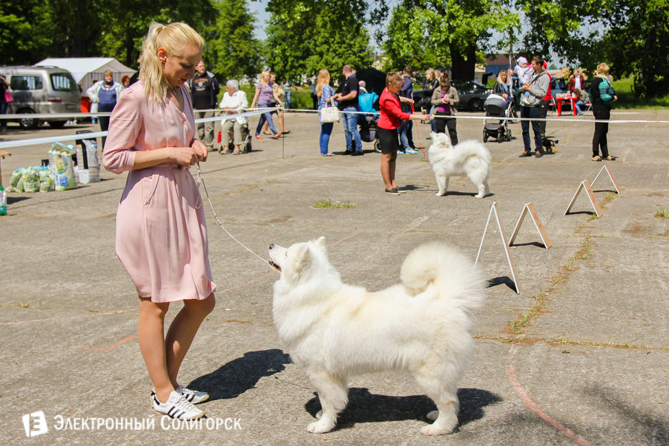 выставка собак в Солигорске