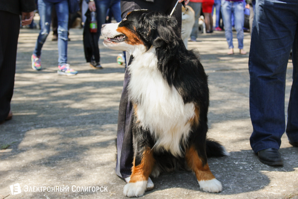 выставка собак в Солигорске