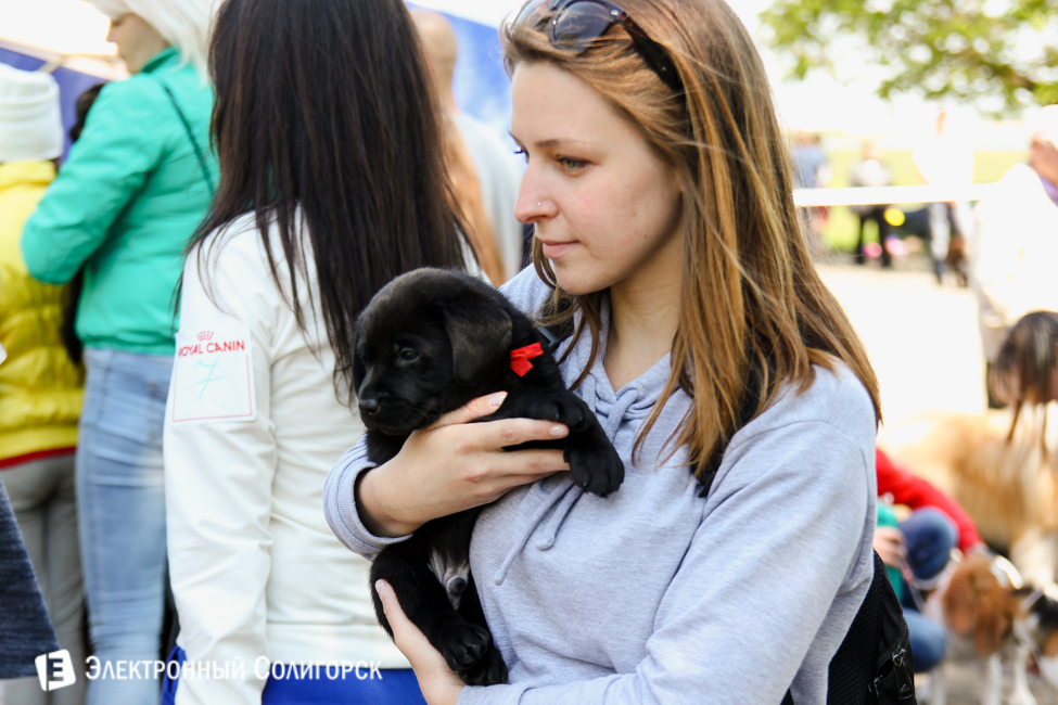 выставка собак в Солигорске