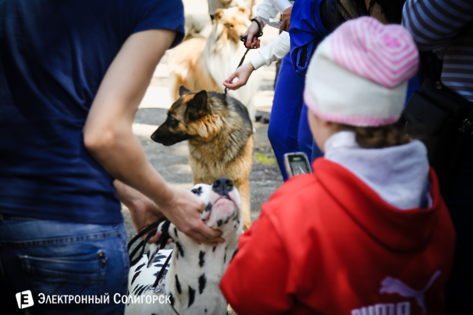 выставка собак в Солигорске