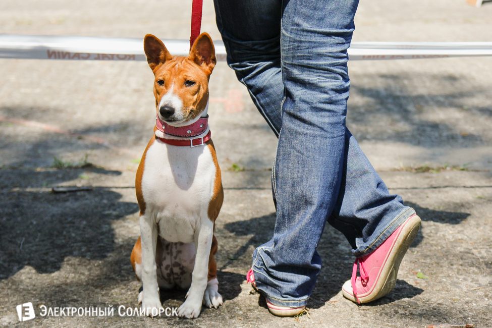 выставка собак в Солигорске