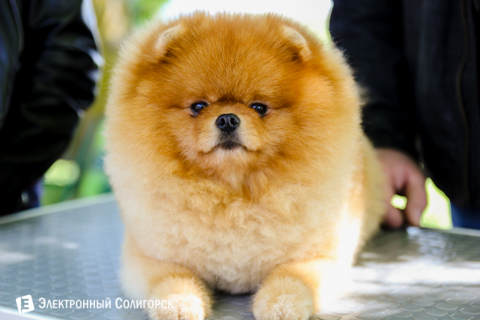 выставка собак в Солигорске