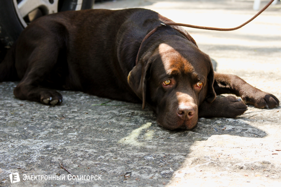 выставка собак в Солигорске