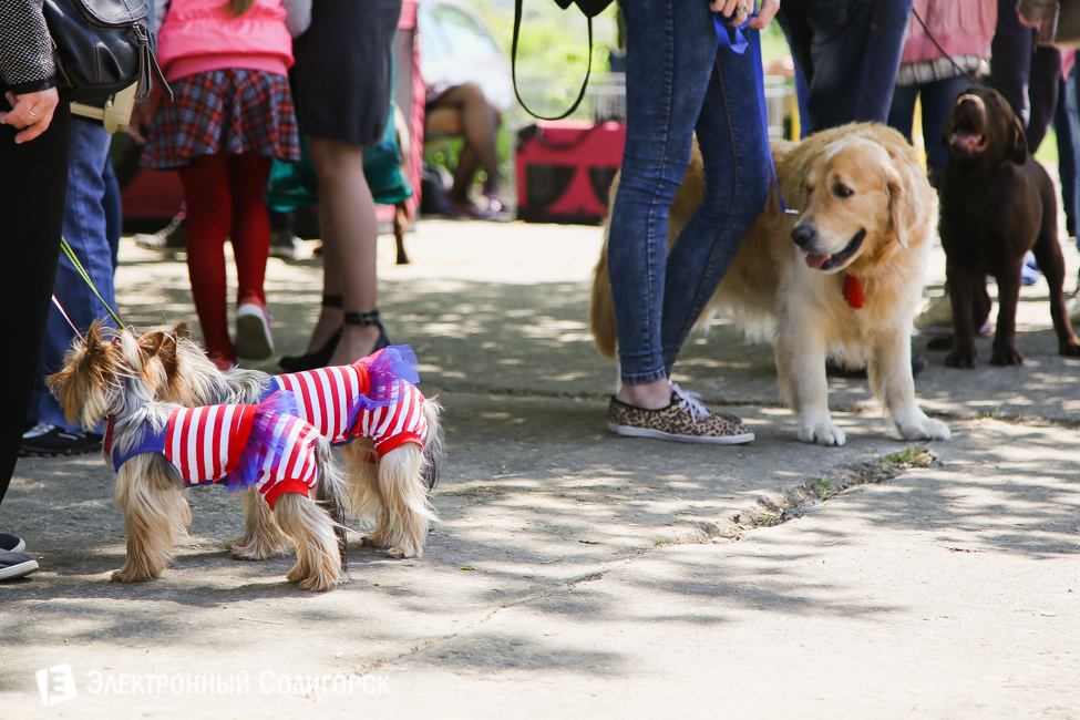 выставка собак в Солигорске