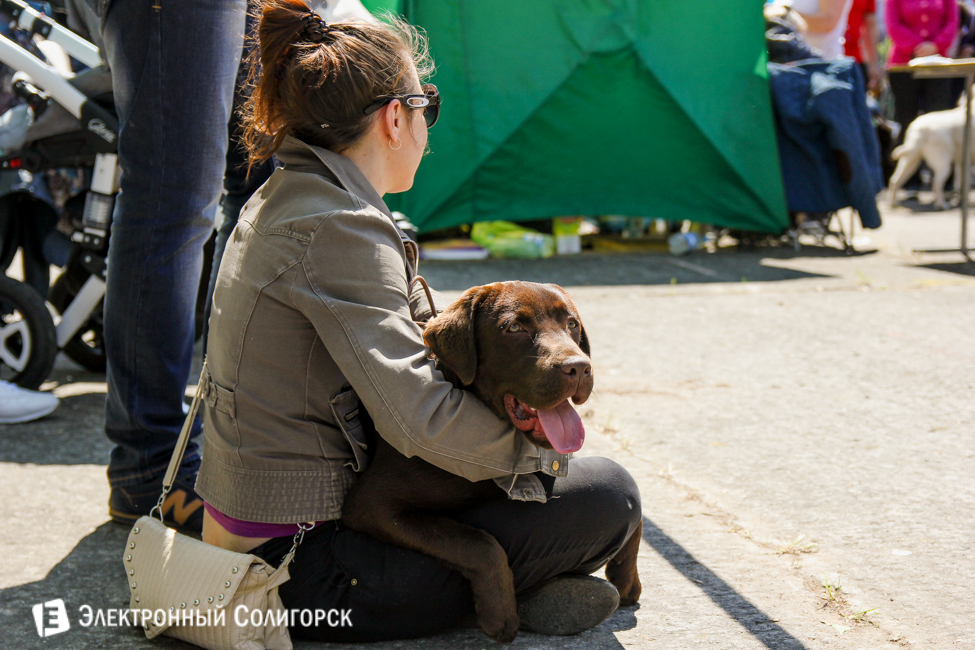 выставка собак в Солигорске