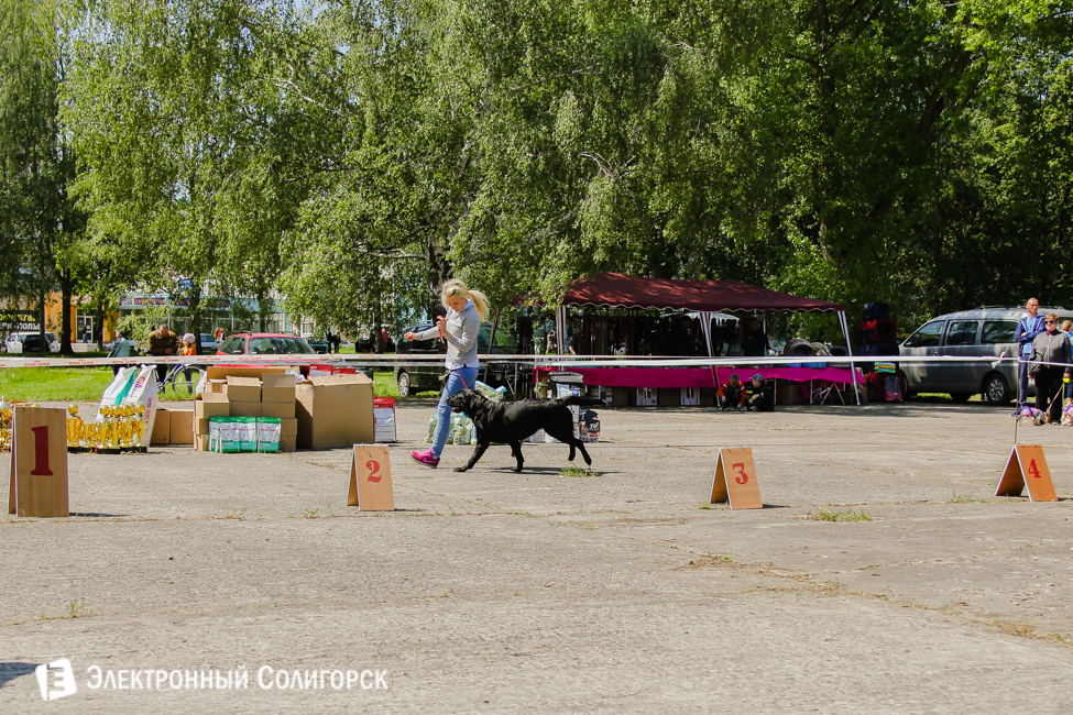 выставка собак в Солигорске