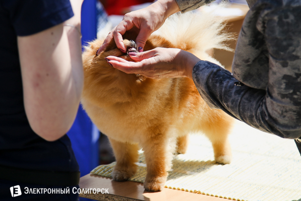 выставка собак в Солигорске