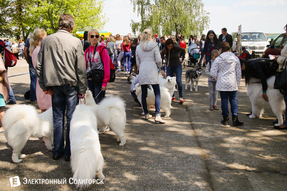 выставка собак в Солигорске