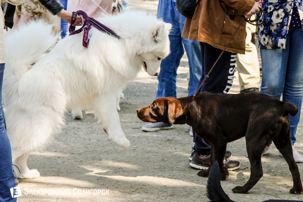 выставка собак в Солигорске