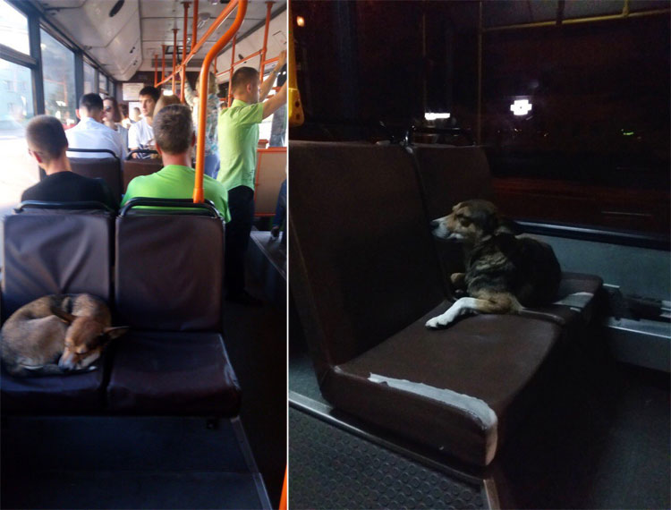 чуча в автобусе