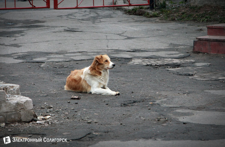 рынок колхозный Солигорск
