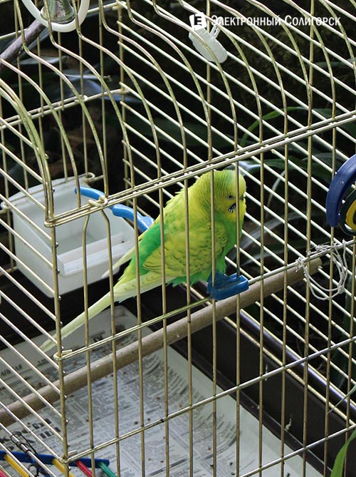 ecocentrden5