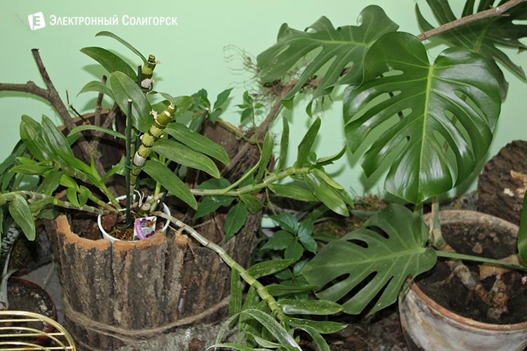 ecocentrden7