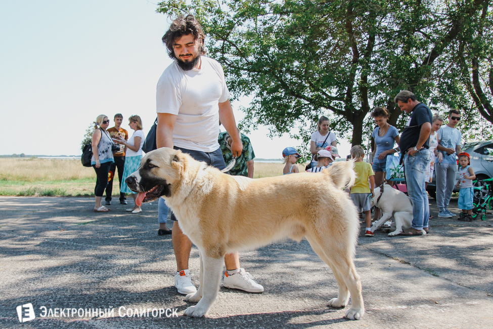 Выставка собак Солигорск