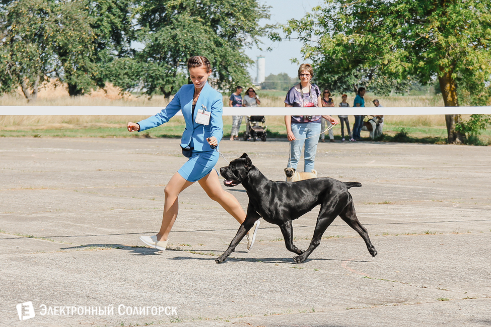 Выставка собак Солигорск