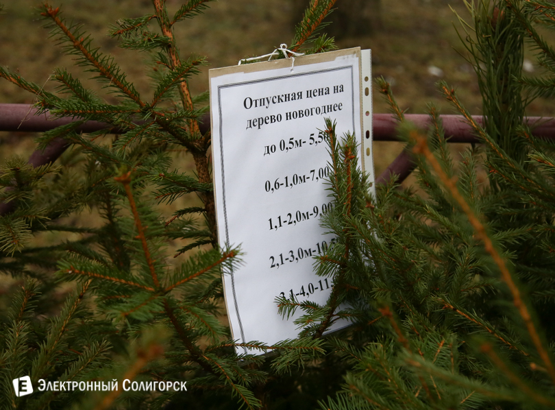 елки Солигорск
