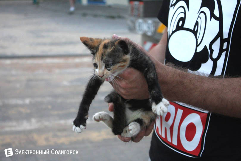 cat7