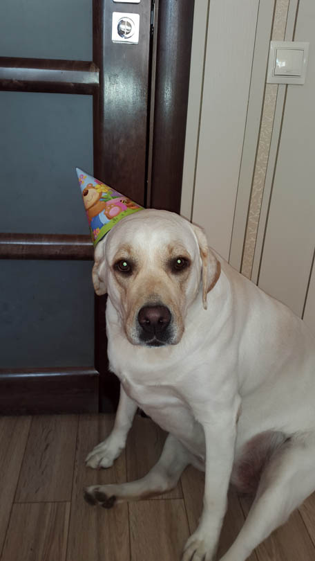 labrador2