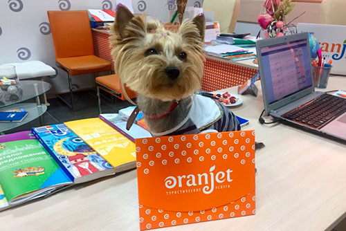 9 oranjet 7