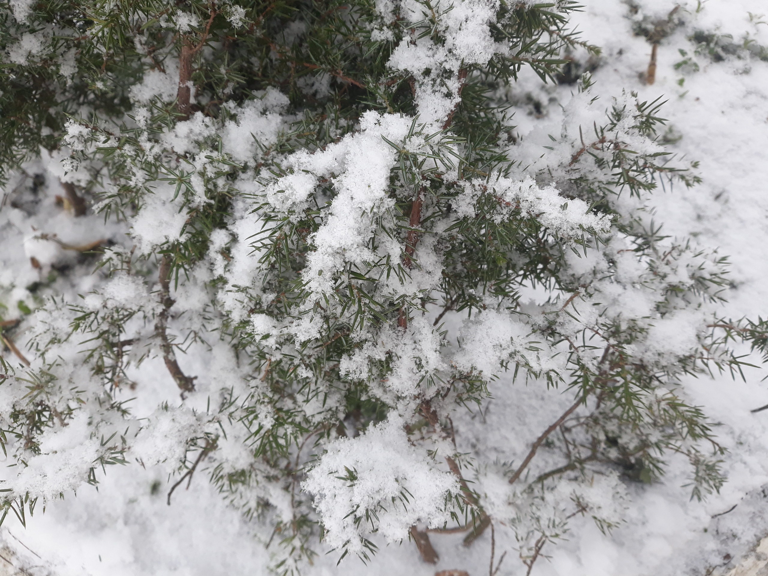 snow10