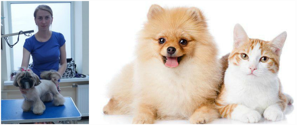 dog2