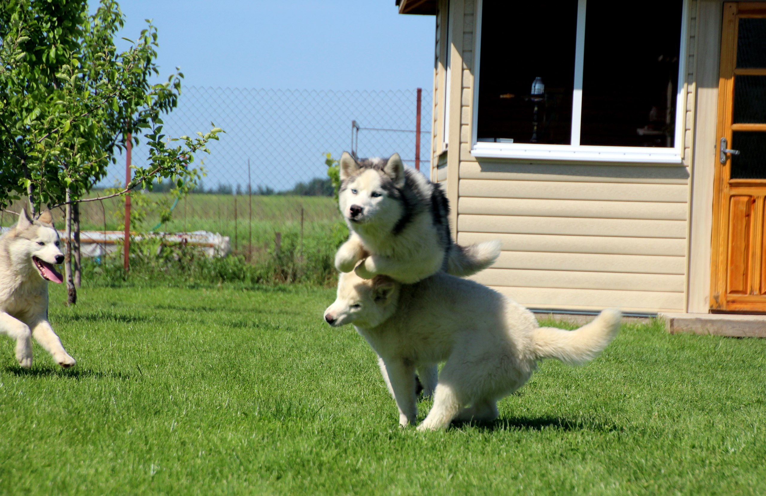 haski2