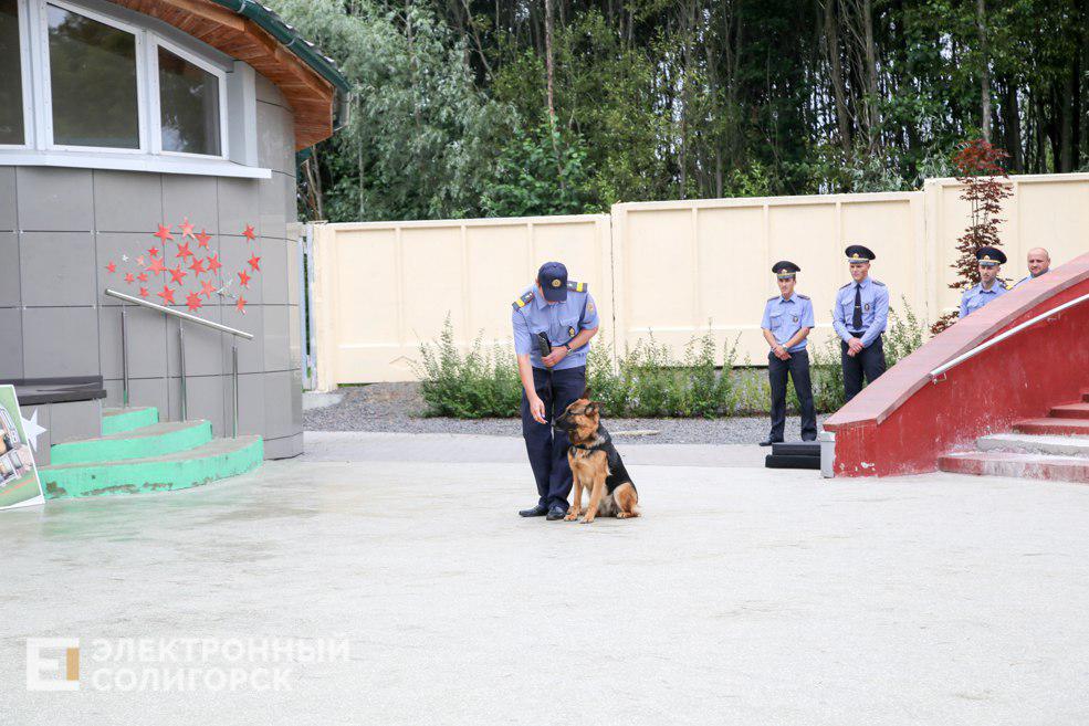 dog23