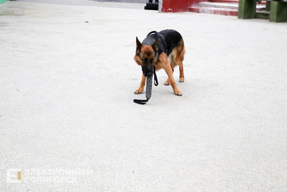 dog24