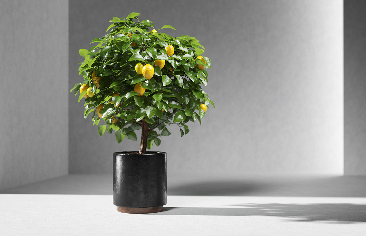 limon2
