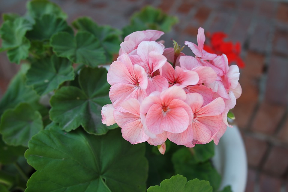 pelargoniya
