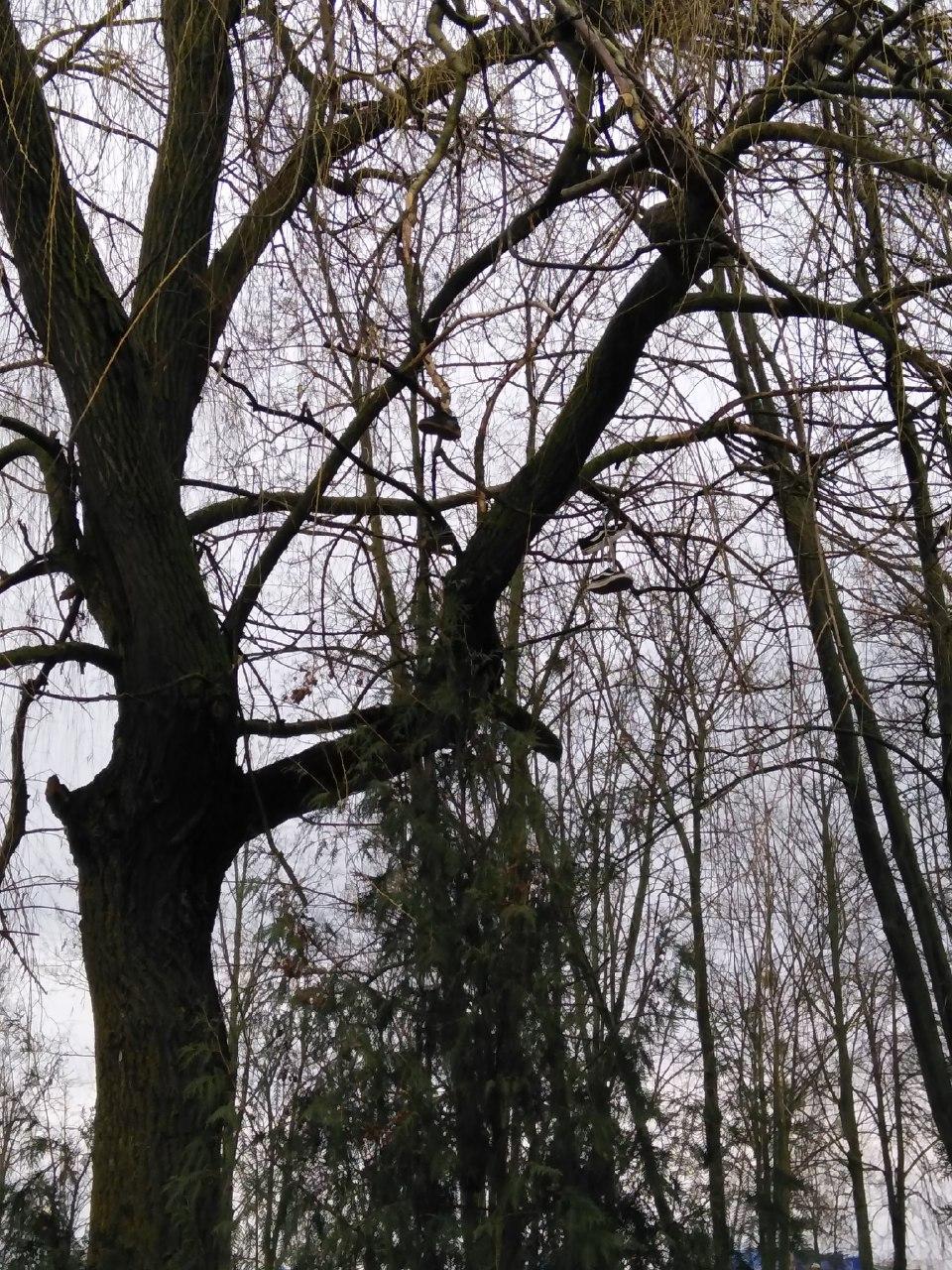 krossovki 3
