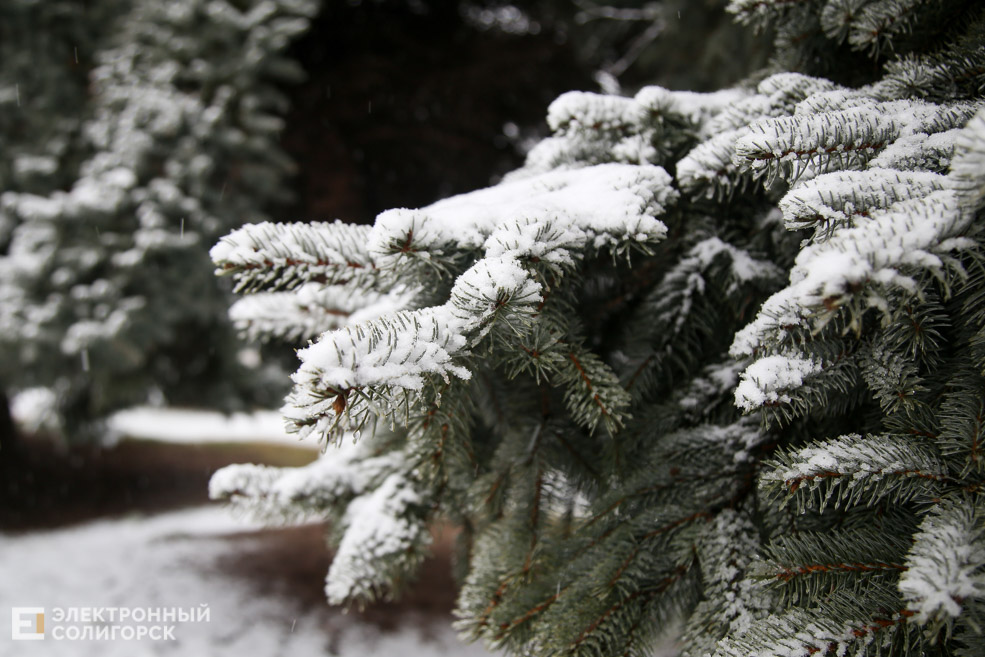 snow 12