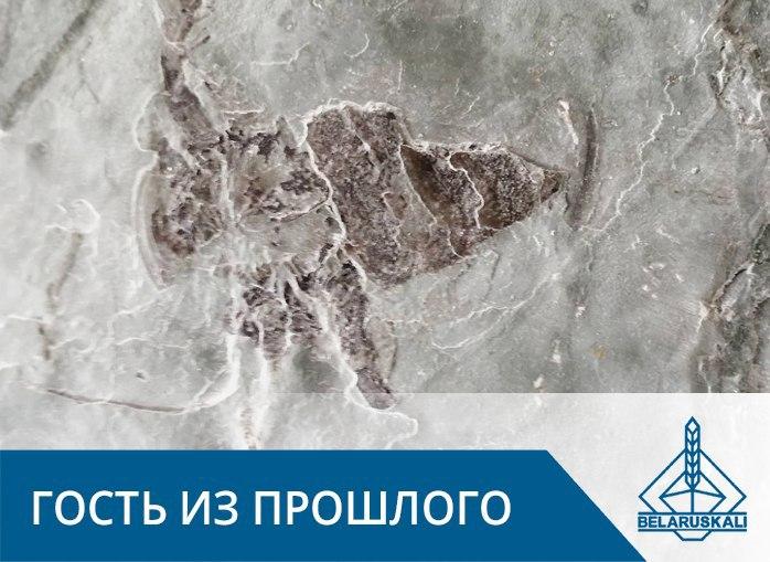 skorpion 1