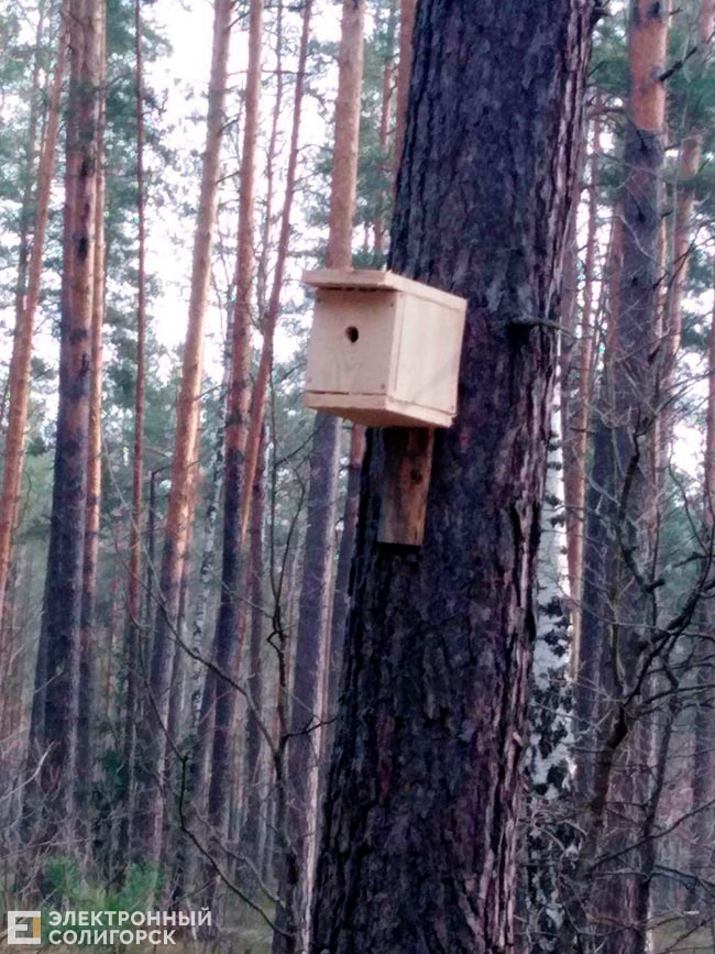 skvorechnik 2
