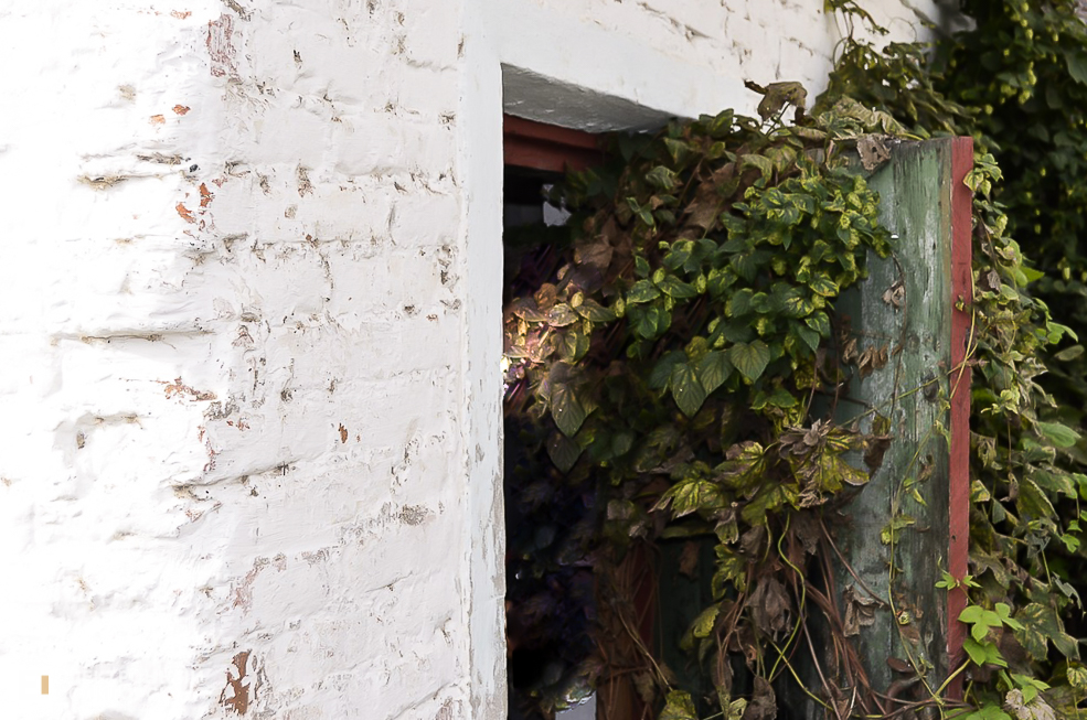 Vine 2